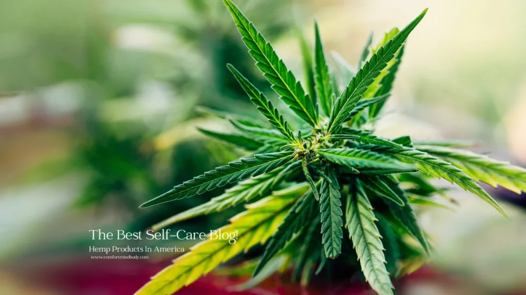 Hemp Products In America