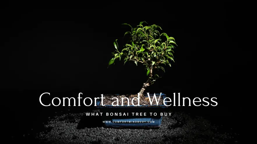 What Bonsai Tree to Buy? We Have An Answer 2 what bonsai tree to buy
