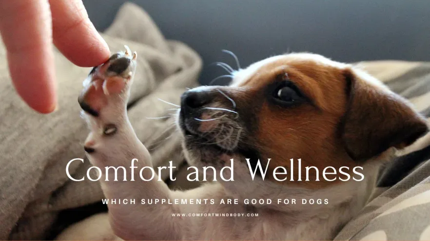 Which Supplements are good for dogs in 2026? 2 puppy with his human